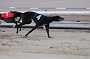 dogs23aug_0033