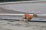 dogs23aug_0036