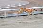 dogs23aug_0039