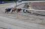 dogs23aug_0041