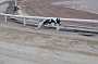 dogs23aug_0049