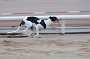 dogs23aug_0052