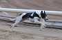 dogs23aug_0060