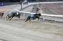 dogs23aug_0062