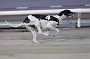 dogs23aug_0079