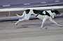 dogs23aug_0080
