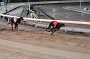 dogs23aug_0091