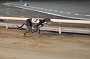 dogs23aug_0125