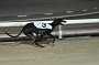 dogs23aug_0141