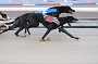 dogs23aug_0147