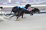 dogs23aug_0148