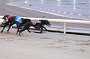 dogs23aug_0151