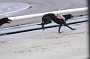 dogs23aug_0155