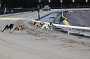 dogs23aug_0157