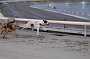 dogs23aug_0159