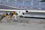 dogs23aug_0160