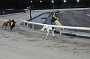 dogs23aug_0166