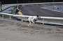 dogs23aug_0167
