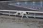 dogs23aug_0168