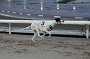dogs23aug_0169