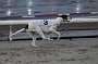 dogs23aug_0171
