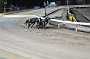 dogs23aug_0204