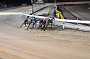 dogs23aug_0205