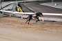 dogs23aug_0214