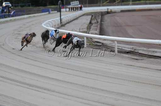 dogs29aug_0001.jpg
