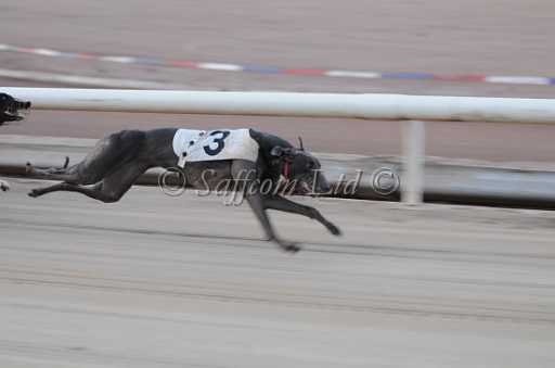 dogs29aug_0004.jpg