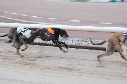 dogs29aug_0013.jpg