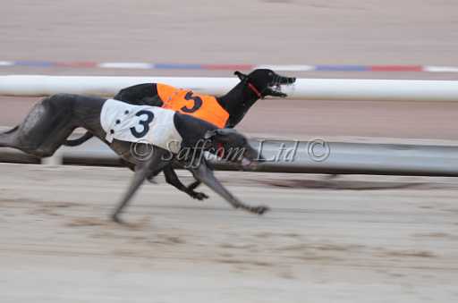dogs29aug_0014.jpg