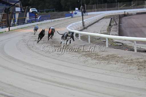 dogs29aug_0019.jpg