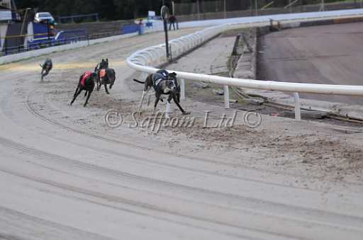 dogs29aug_0020.jpg
