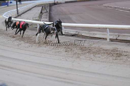 dogs29aug_0022.jpg