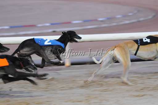 dogs29aug_0033.jpg