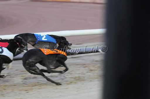 dogs29aug_0034.jpg