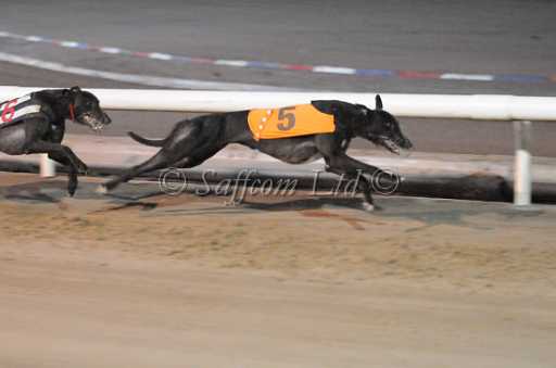 dogs29aug_0066.jpg