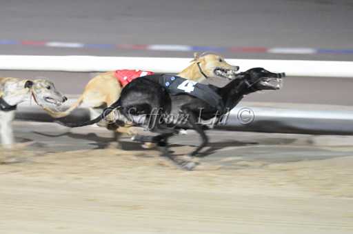 dogs29aug_0075.jpg