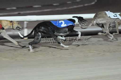 dogs29aug_0086.jpg