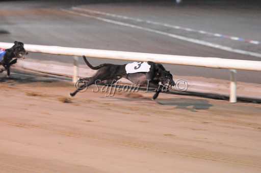 dogs29aug_0090.jpg