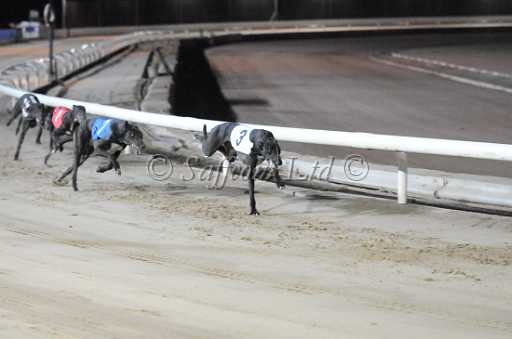 dogs29aug_0097.jpg