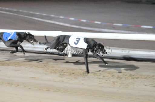 dogs29aug_0099.jpg
