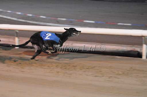 dogs29aug_0107.jpg