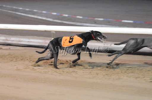 dogs29aug_0114.jpg