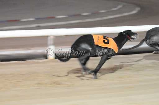 dogs29aug_0116.jpg