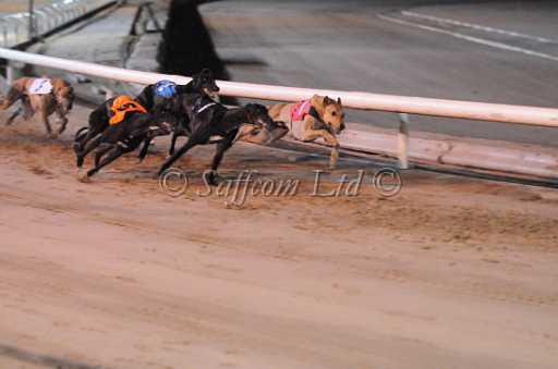 dogs29aug_0120.jpg