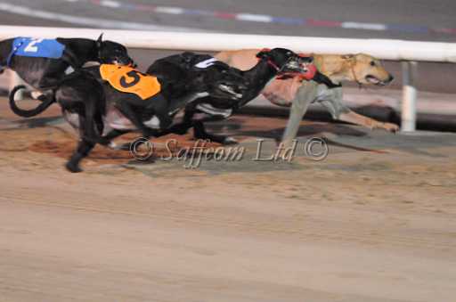dogs29aug_0122.jpg