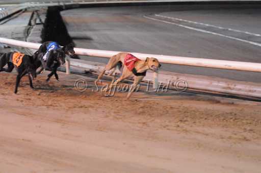 dogs29aug_0128.jpg