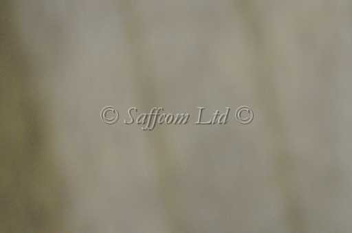 dogs29aug_0132.jpg